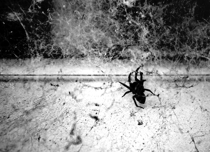 black house spider