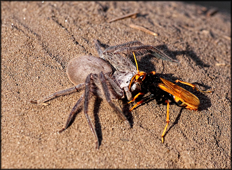 The Huntsman looses to the Orange Spider Wasp