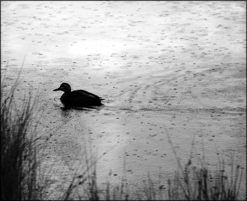 nice weather for ducks