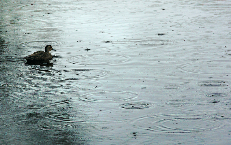 nice weather for ducks