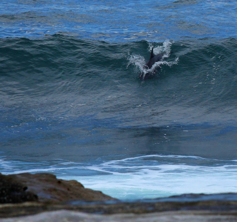 surfing dolphin