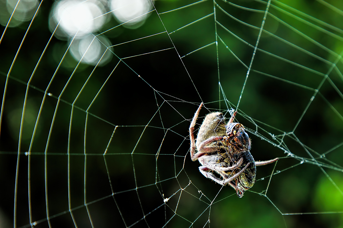 breakfast at miss spider's