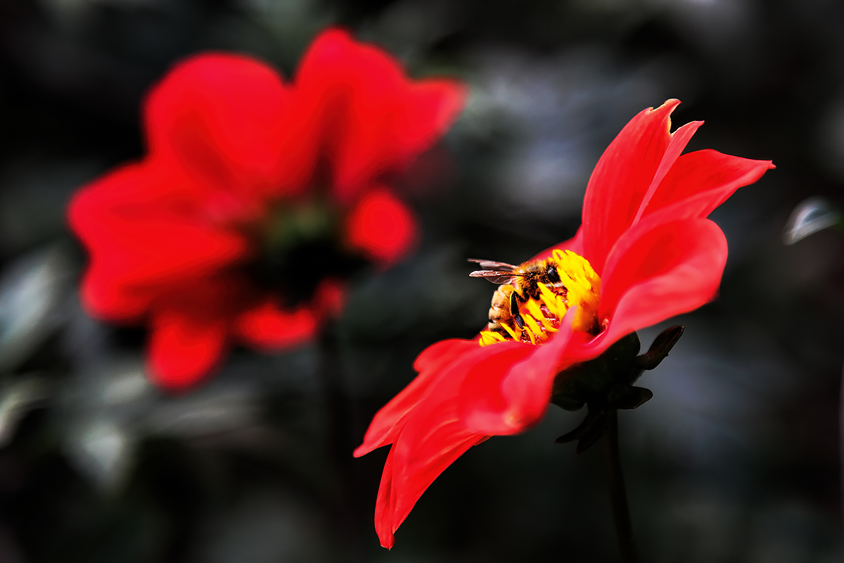 pollen gatherer