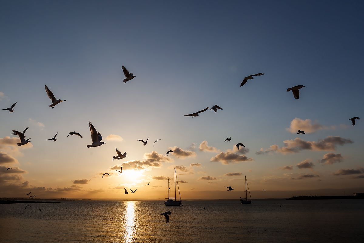 gulls