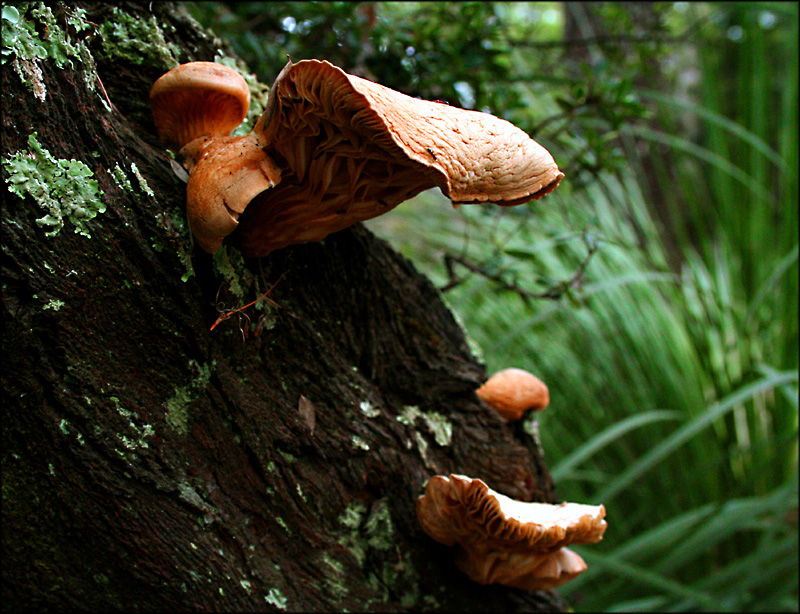 Fungus