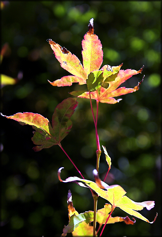 IMG_2558-01ms
