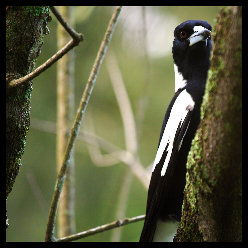 Magpie in the woods