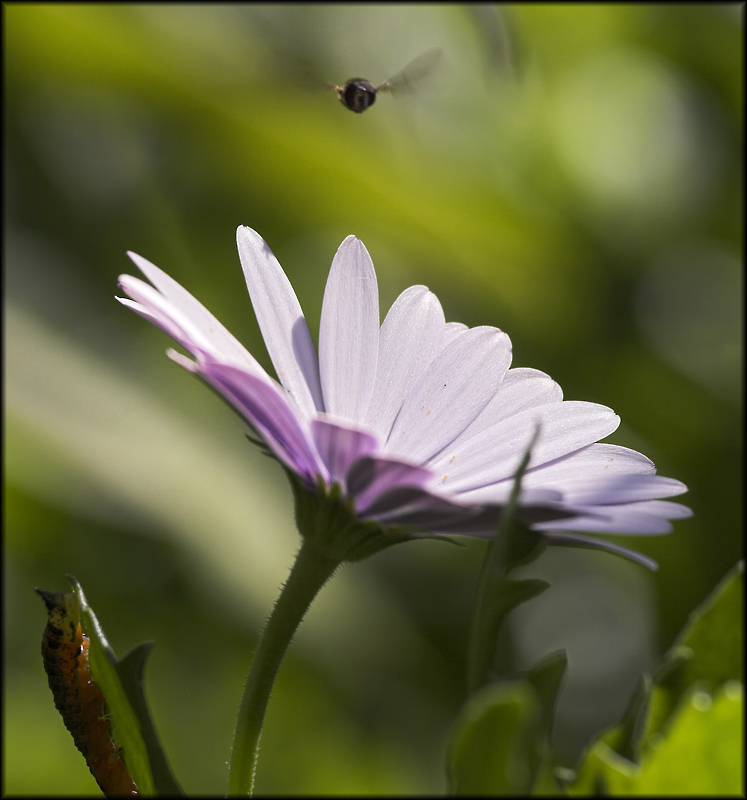 Flower & flying bug