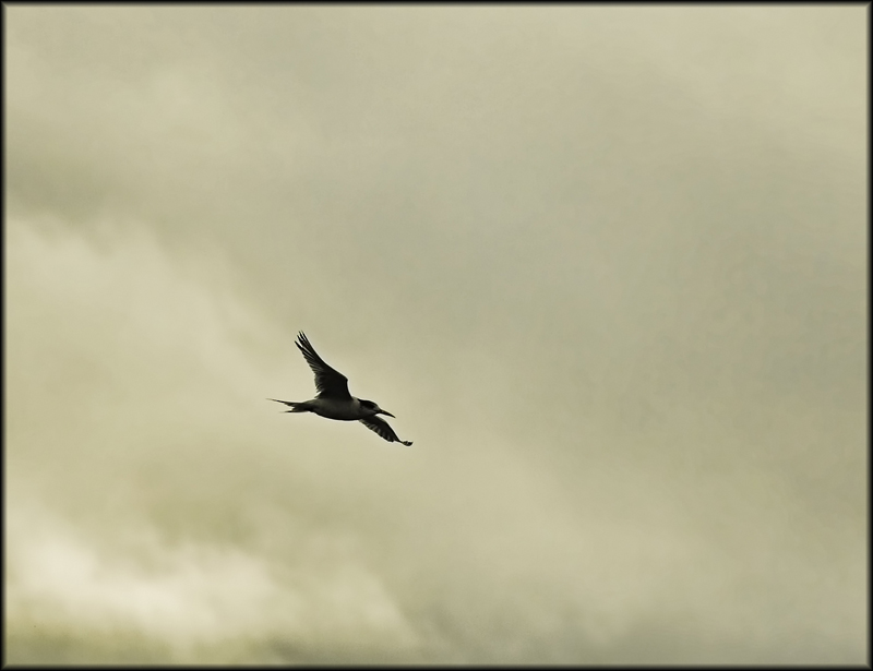 Flight