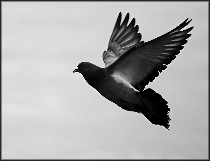 Pigeon in flight