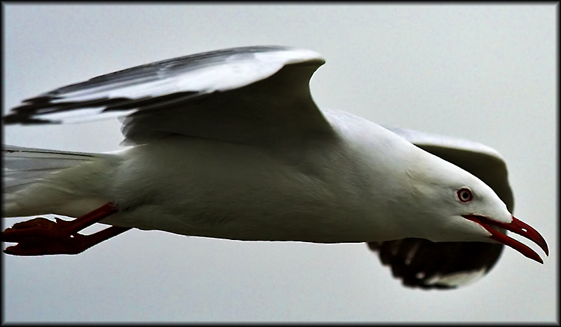 Gull