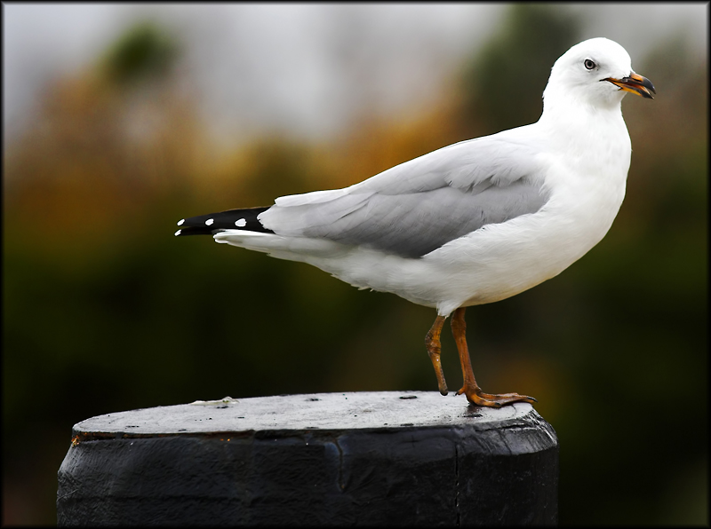 One foot gull