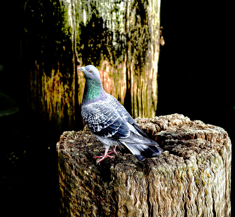 Pigeon under the pier