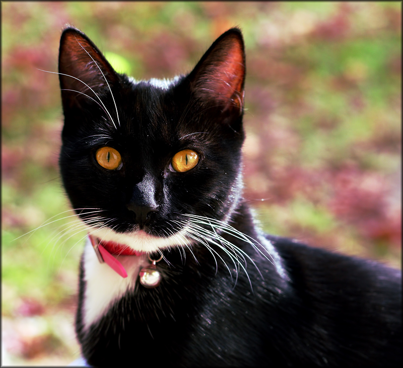 Mittens