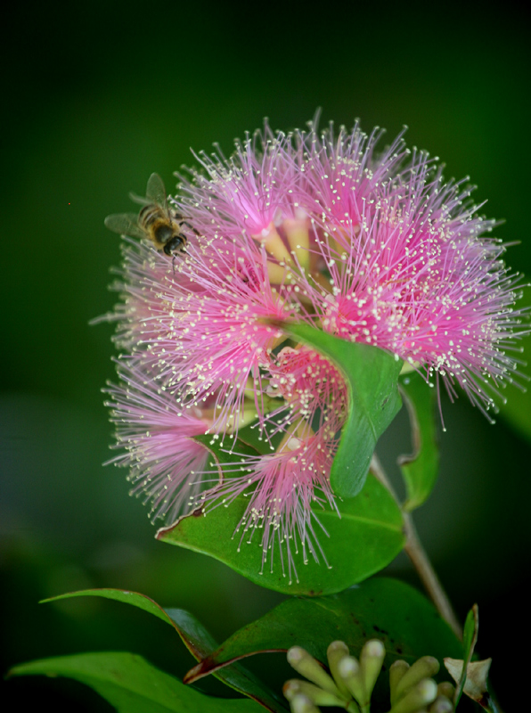 Bee on pink flower