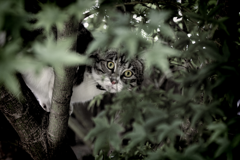 Cat in tree