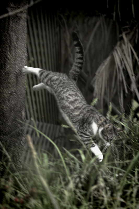 Cat out of tree