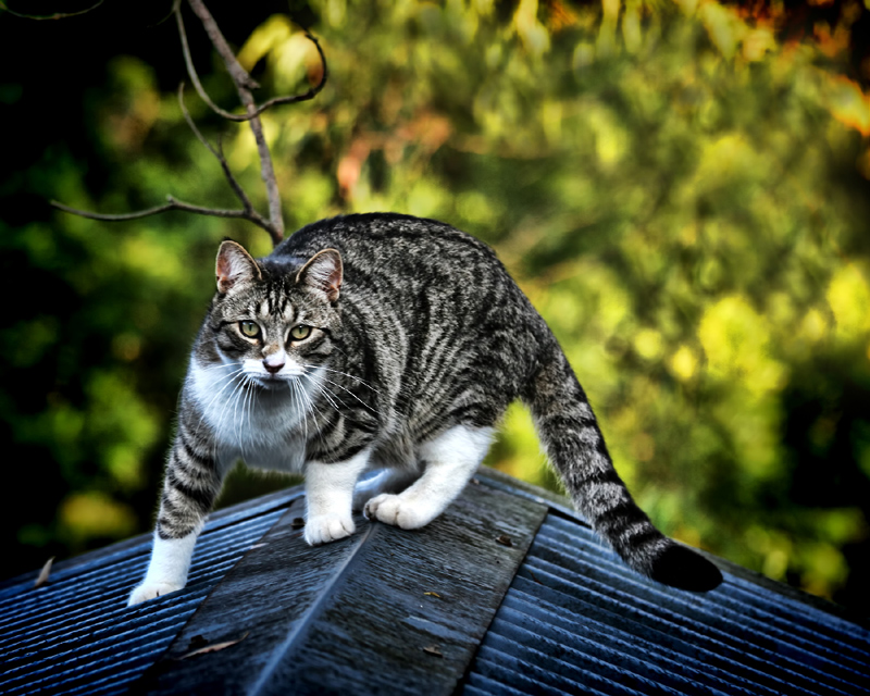 Cat on a hot tin roof