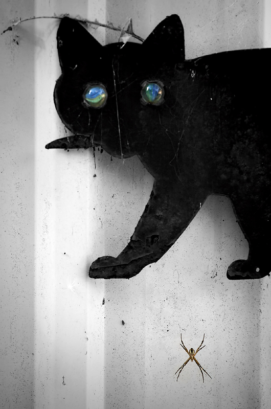 Scare-cat & St Andrew's Cross Spider