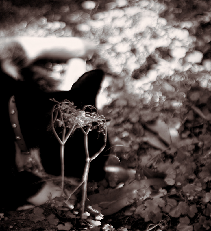 Cat on the forest floor