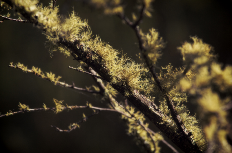 Moss