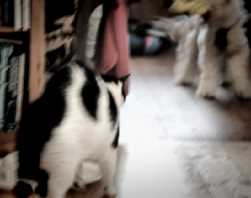 Cat meets Dog