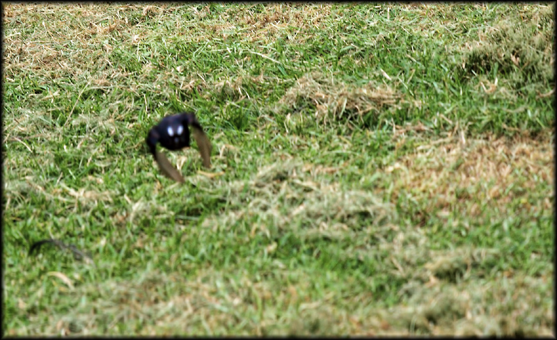 Alien from the cut grass