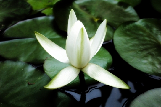 Lily
