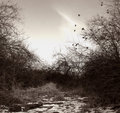 Waxwing Flock