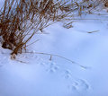 Tracks in the Snow