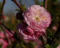 Double Flowering Plum