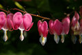 Bleeding Hearts