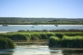 Marsh - Editted Version