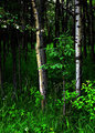 Poplar and Spruce Trees