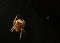Jewel Spider