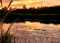 Sunset Ducks