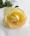 Petals on the Snow 2