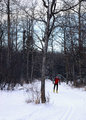 Cross Country Skier