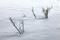 Windswept Snow