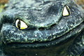 Stone Face Frog