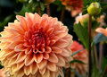 Salmon Dahlia