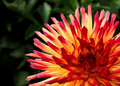 Spiky Dahlia