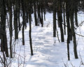 Deer Trail in the Snow