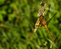 Skimmer