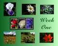 Collage 1 - Everything Floral