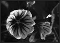 Day 23 - Lavatera