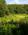 Day 25 - Fireweed