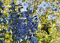 Day 26 - Rufus and Delphiniums