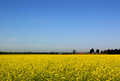 Day 27 - Canola in Bloom