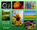 Collage 4 - Everything Floral 